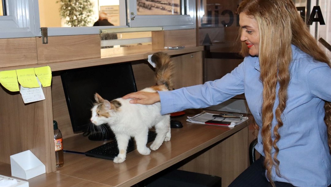 Adalet Sarayı’nın sevimli kedisi: 9 yıldır adliye koridorlarında dolaşıyor