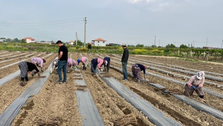 Girişimci kardeşler 8 dekarlık alanda yetiştiriyor: İlçenin eksikliğini giderdiler