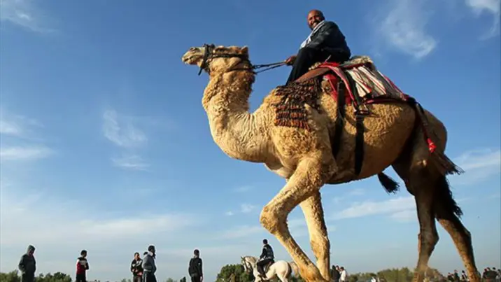 Suudi Arabistan 2 milyondan fazla deveye pasaport verecek. Peki neden?