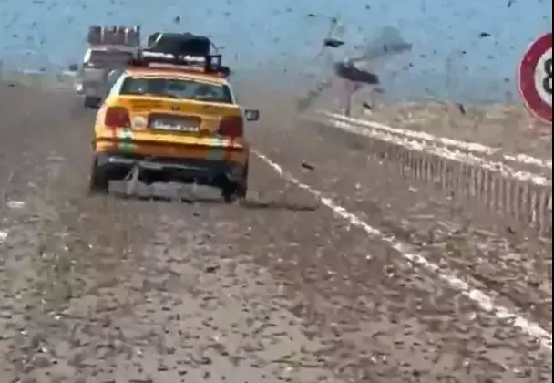 Kıyamet alameti gibi! Dev çekirge sürüsü otoyolu istila etti