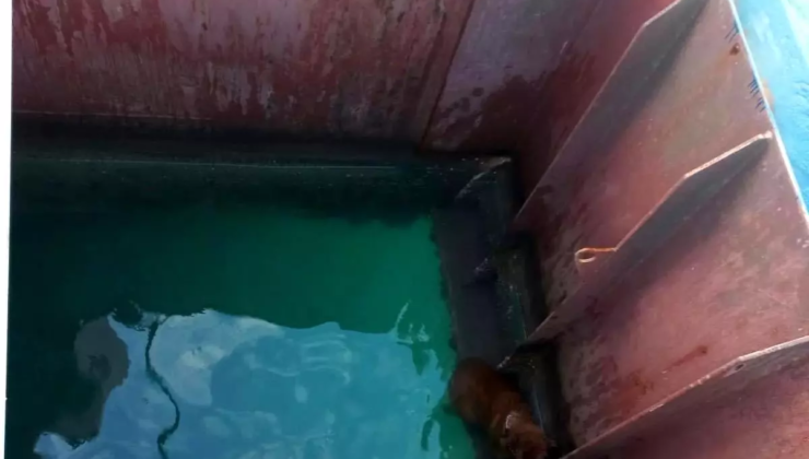 Gemiden denize düşen köpeği itfaiye kurtardı