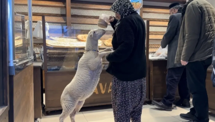 Kuzu 'Çorap', yanından ayrılmadığı sahibi ile pide sırasına giriyor