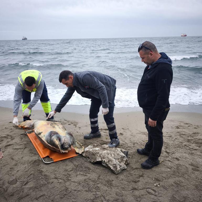 Tekirdağda ölü caretta caretta sahile vurdu -