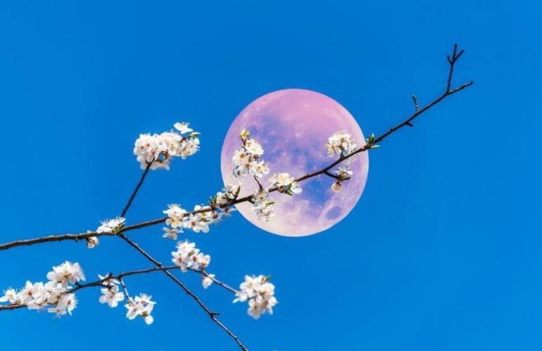 PEMBE DOLUNAY NE ZAMAN GÖRÜLECEK Türkiyeden görülebilir mi Pembe Dolunay ne demek