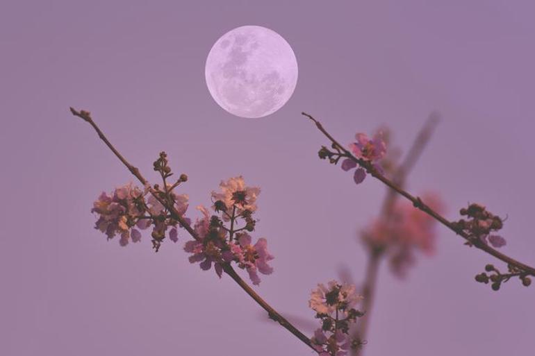 PEMBE DOLUNAY NE ZAMAN GÖRÜLECEK Türkiyeden görülebilir mi Pembe Dolunay ne demek