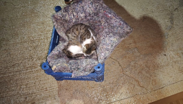 Hatay'da su gider kanalında mahsur kalan kedi ve yavruları kurtarıldı