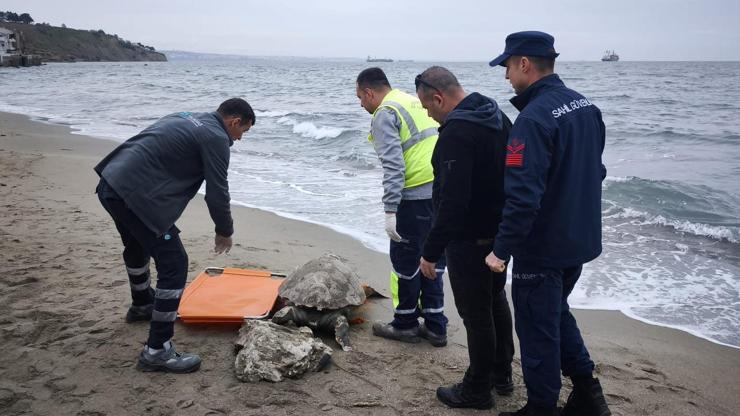 Tekirdağ'da ölü caretta caretta sahile vurdu –