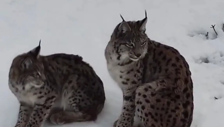 Vaşak ailesi böyle görüntülendi