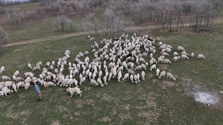 ''Yapamazsın'' dediler dinlemedi: Kariyeri plazada değil keçi ağılında!