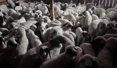 Sürülerde bahar hareketliliği: Kuzular annelerini böyle buldu