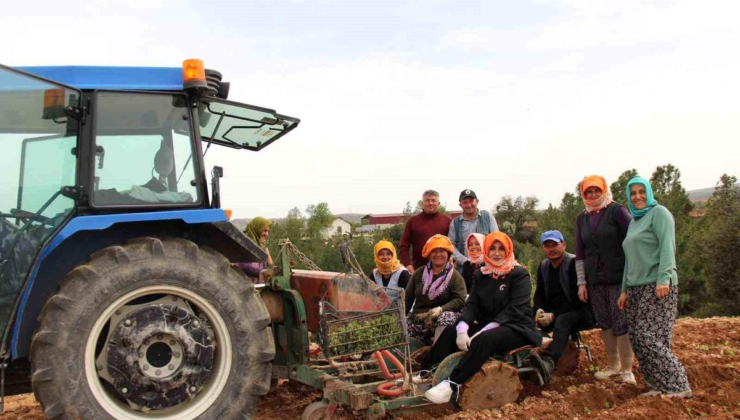 Poşusunu takan Kaymakam Kuran üreticilerle birlikte kekik dikti