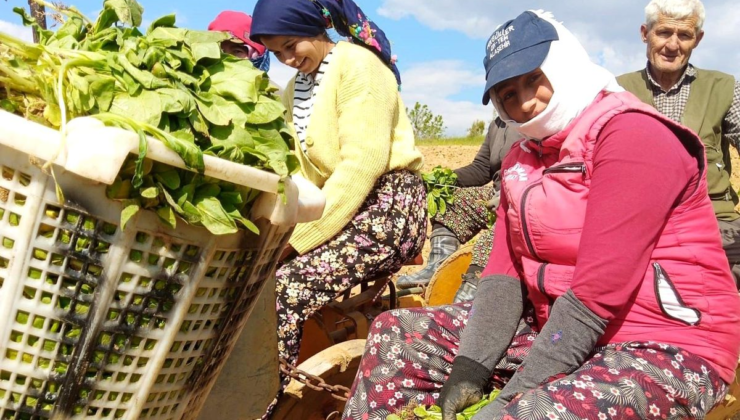 Sarıgöl'de tütün dikimi başladı