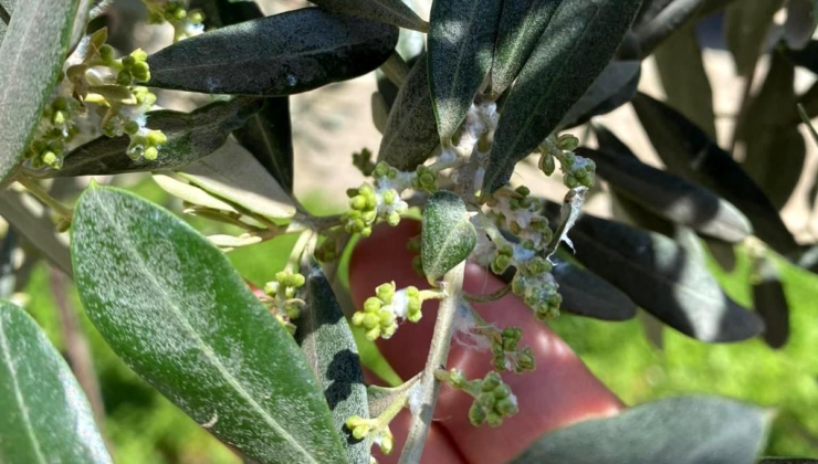 Sarıgöl'de zeytin üreticileri pamuklu bit zararlısına karşı uyarıldı