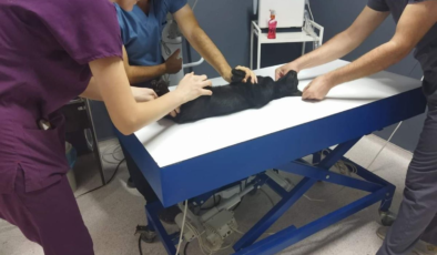 Kedi Katili Komşuya 5 Ay Hapis Cezası