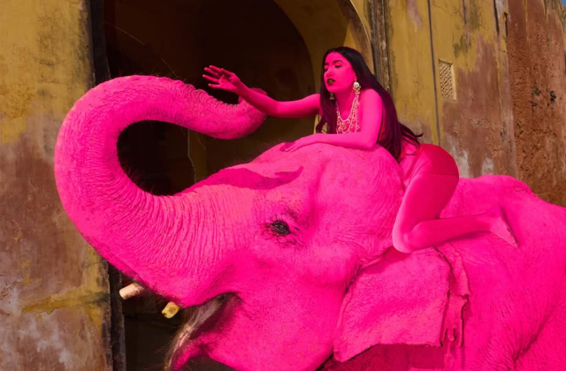 Fotoğraf çekimi için pembeye boyanan fil öldü: Dünya ayağa kalktı