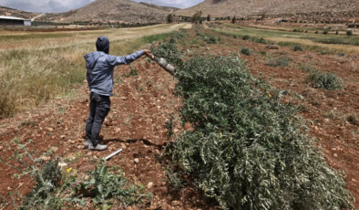 İsrailli yerleşimciler Batı Şeria’da zeytin ağaçlarını kesti