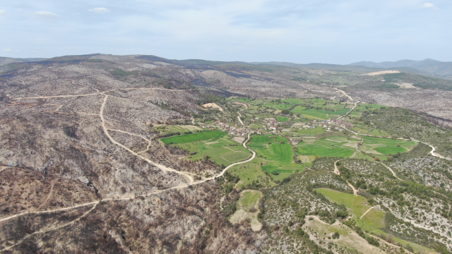 Kastamonu'da yanan ormanlık alanın küllerinden servet doğdu