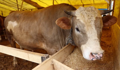 Kurbanlık fiyatları il il sorgulama ekranı 2026: Büyükbaş ve küçükbaş canlı kilo fiyatı ne kadar? İstanbul, Ankara, İzmir ve tüm illerin kurbanlık fiyatları