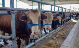 Kurban satış yerlerinde randevu sistemi