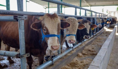 Kurban satış yerlerinde randevu sistemi