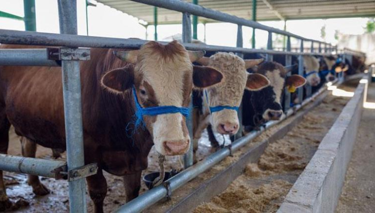 Kurban satış yerlerinde randevu sistemi
