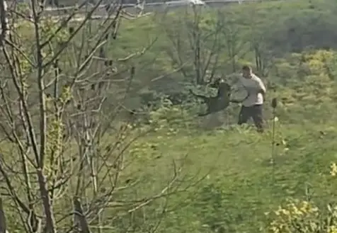 Avcılar’da köpeğine kemerli şiddet uygulayan kişi yakalandı