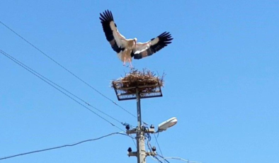 Sazlı'da leylekler yeni yuvasına kavuştu