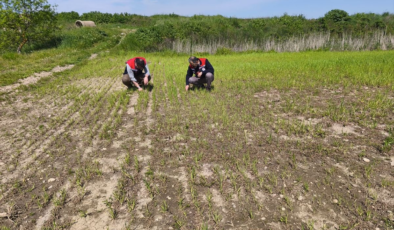 Edirne'de su baskınının zarar verdiği tarım arazilerinde hasar tespit çalışmaları tamamlandı