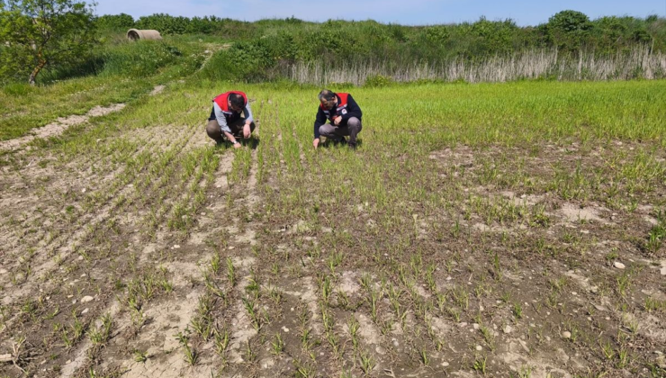 Edirne'de su baskınının zarar verdiği tarım arazilerinde hasar tespit çalışmaları tamamlandı
