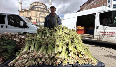 Yüksekova'da 'yayla muzu' mesaisi başladı