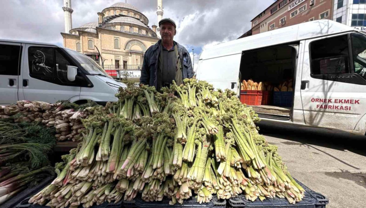 Yüksekova'da 'yayla muzu' mesaisi başladı