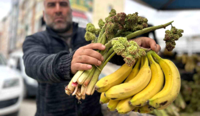 Yayla muzu uçkun tezgaha çıktı
