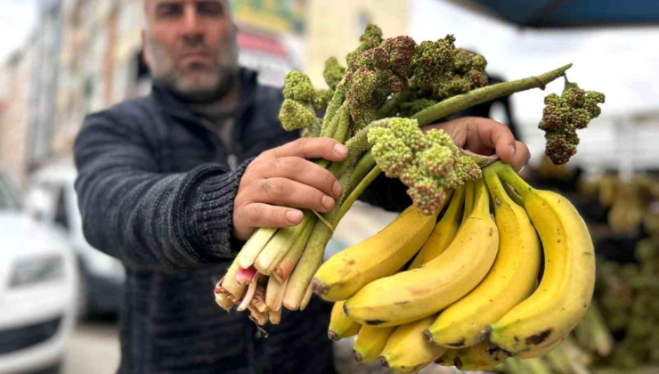 Yayla muzu uçkun tezgaha çıktı
