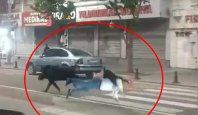 Şehir ortasında yaban domuzu paniği! 3 kişiye saldırdı