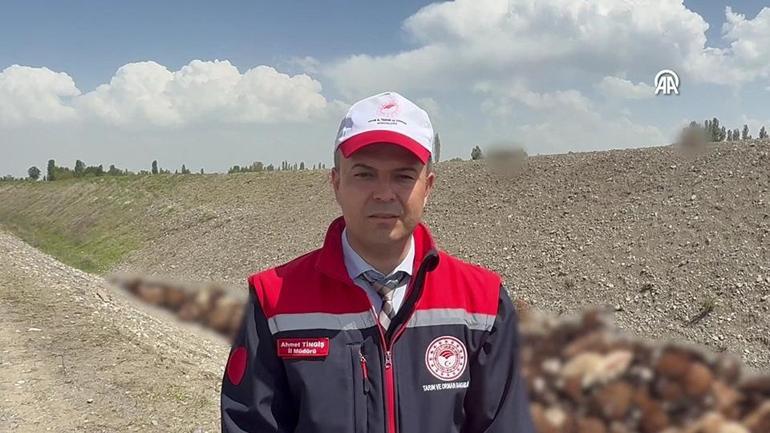 Koyun sürüsünde arı izdihamı