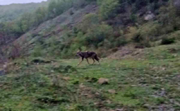 Aç kalan çakal yerleşim yerine indi