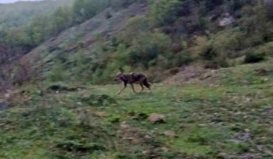 Aç kalan çakal yerleşim yerine indi