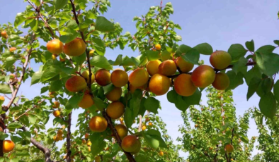 Mersin'de kayısı hasadı başladı, üretici verimden memnun