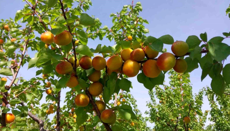 Mersin'de kayısı hasadı başladı, üretici verimden memnun