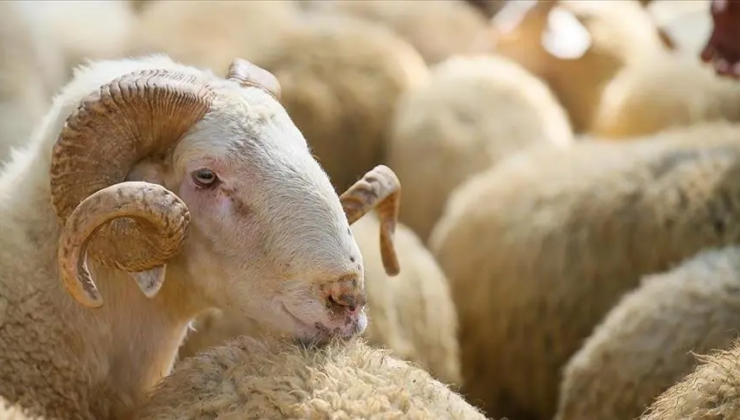 Kurban Bayramı ne zaman, bayram tatili 9 gün mü olacak? Bakan Ersoy’dan 9 günlük tatil açıklaması