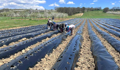 Pazarlar'da çilek üretimine destek