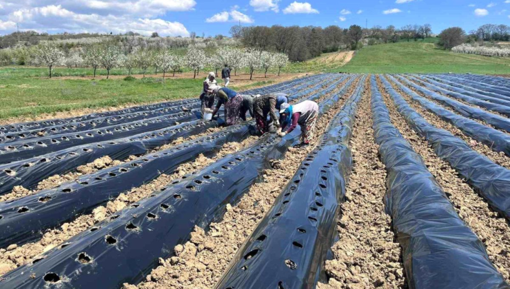 Pazarlar'da çilek üretimine destek