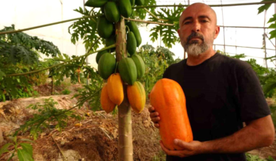 Tropikal papaya meyvesinde hasat heyecanı: Kilosu 90 TL'ye kadar çıkıyor