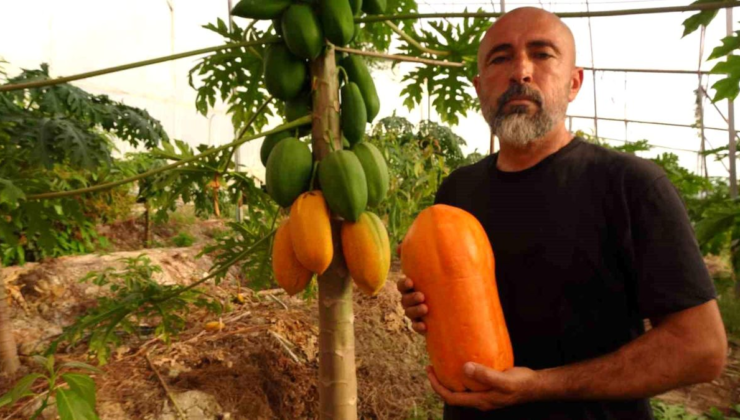 Tropikal papaya meyvesinde hasat heyecanı: Kilosu 90 TL'ye kadar çıkıyor
