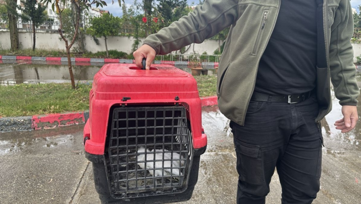 Hatay'da bitkin halde bulunan ak balıkçıl tedaviye alındı