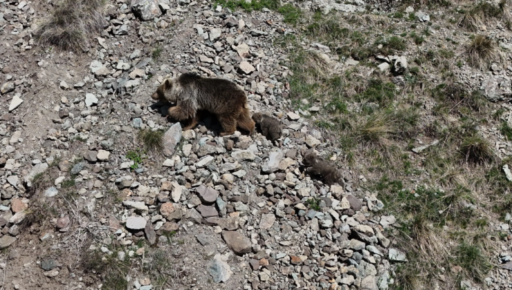 Erzurum Oltu’da bozayı iki yavrusuyla görüntülendi