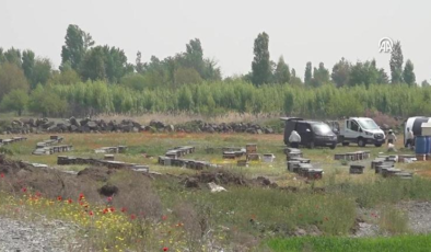 Koyun sürüsünde "arı" izdihamı