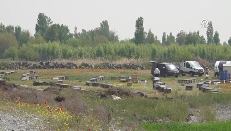 Koyun sürüsünde "arı" izdihamı