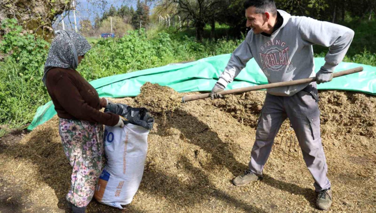 Aydın'da bahar bereketi, yağışlar hayvancılık sektörüne yaradı