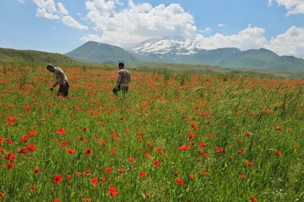 Bitlis’te eşsiz manzara. Bir yanda kar bir yanda kıpkırmızı gelincikler